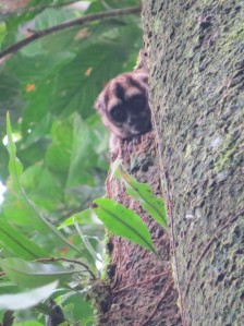 Owl monkey (photo courtesy of Kate Tierney)